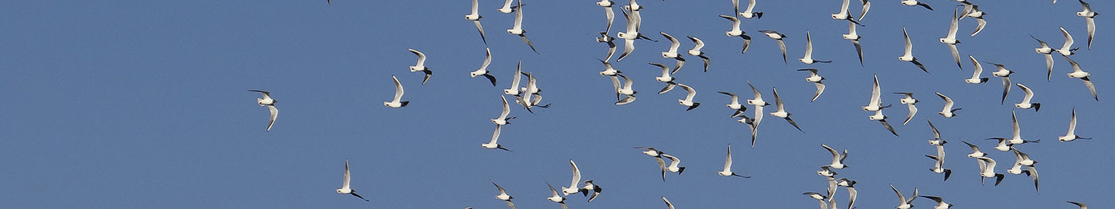 Lokkiparvi_1_AT_1600x300.jpg