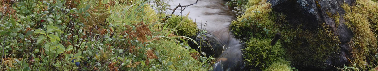 490_216104_lähdepuro_AT_1600x300.jpg