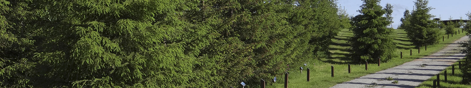 Joulupukin metsä_1_AT_2014_Joulupukin metsä_1600x300.jpg